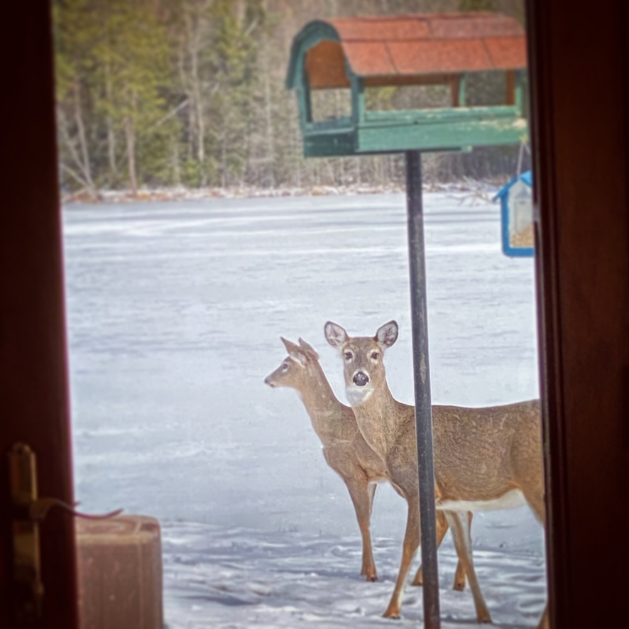 A photo of our Deer Friends stopping by the bird feeder on a sunny, but cold day in March, 2024.