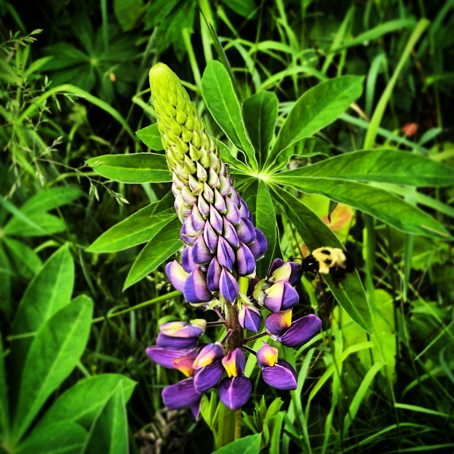 A busy bee makes short work of pollinating a gorgeous violet-colored lupine at Sugar Maple at Hansen Lake near Park Falls, Wisconsin.